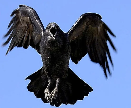 La Conscience Collective des Oiseaux, survivants de petits dinosaures Théropodes,