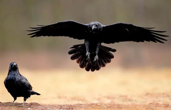 La Conscience Collective des Oiseaux, survivants de petits dinosaures Théropodes,