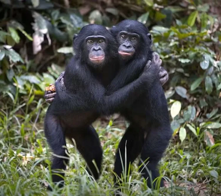 Bonobos - Réseau social gratuit Demain l'Homme, pour les amoureux de la Vie, ex Plateforme d'actualités SOS-planete, publication Web de l'association française Terre sacrée à but non lucratif