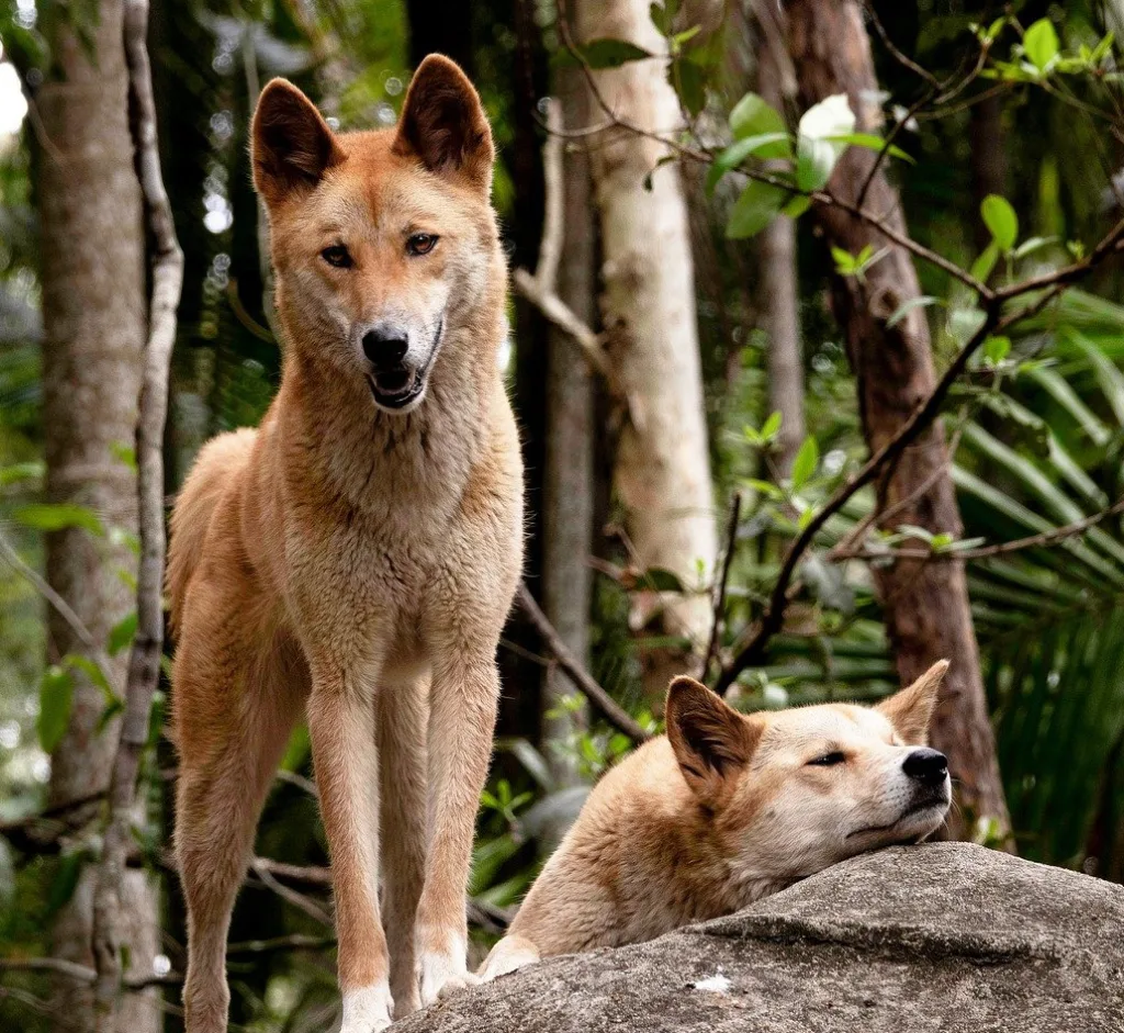 Dingos australiens - Plateforme Demain l'Homme
