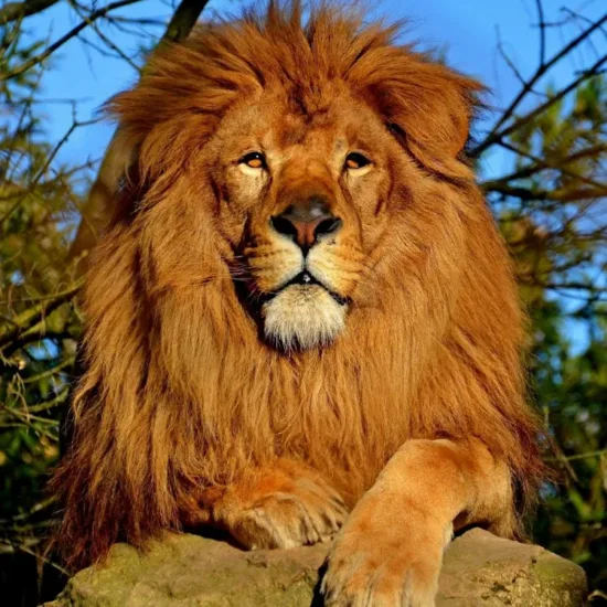 Lion roux. Le Lion est le signe opposé au Verseau, comme la Vierge l'est aux Poissons - Plateforme Demain l'Homme - Spiritualité - Générations futures