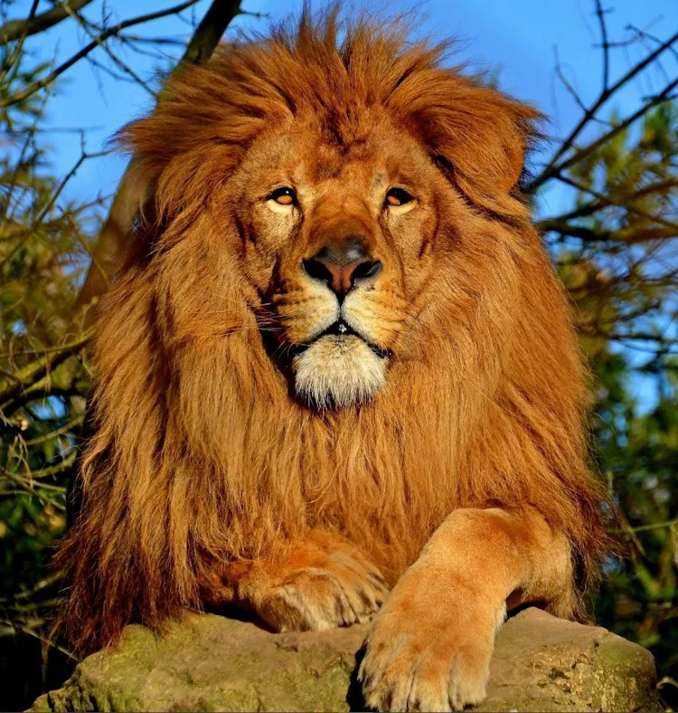 résoudre les conflits mondiaux - Le Lion est le signe opposé au Verseau, comme la Vierge l'est aux Poissons