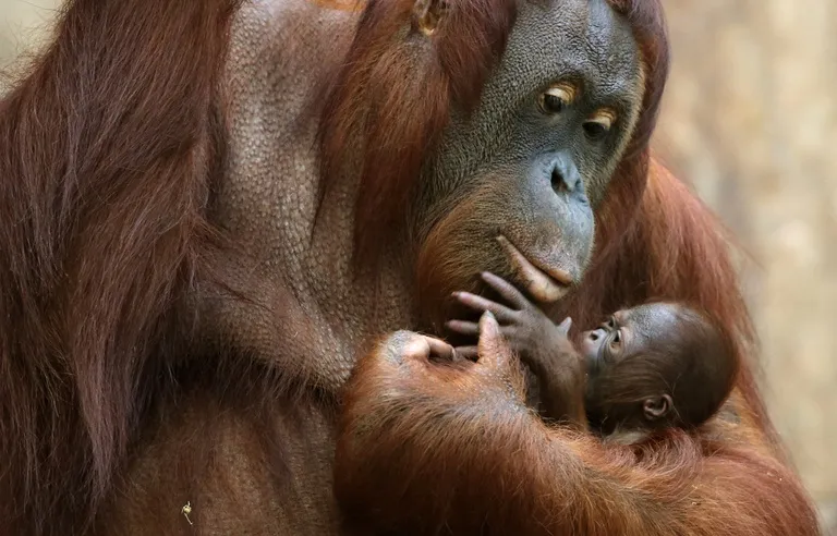 Orang outan et son bébé - Réseau social gratuit Demain l'Homme, pour les amoureux de la Vie, ex Plateforme d'actualités SOS-planete,