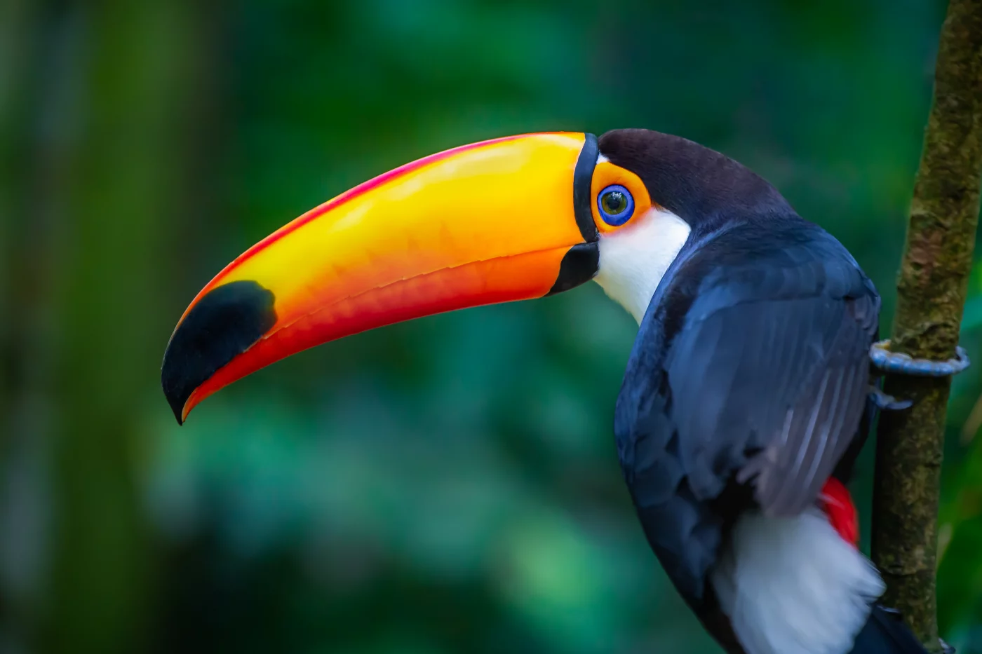 La Conscience Collective des Oiseaux, survivants de petits dinosaures Théropodes,