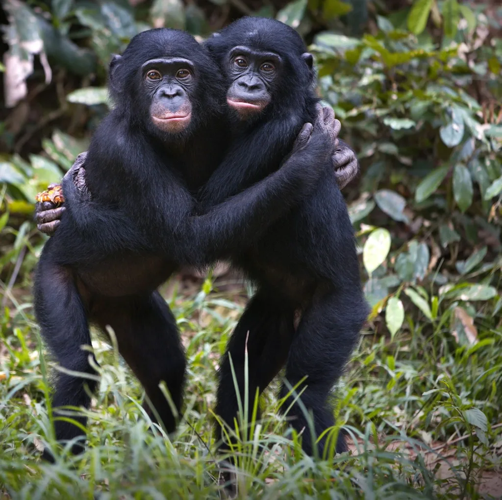 L'Amour et l'Amitié chez nos cousins chimpanzés - Demain l'Homme, ex SOS-planete depuis 1999 (Association philanthropique Terre sacrée)